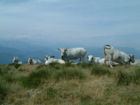 Un troupeau de vache sur un petit sommet apres le col du Han