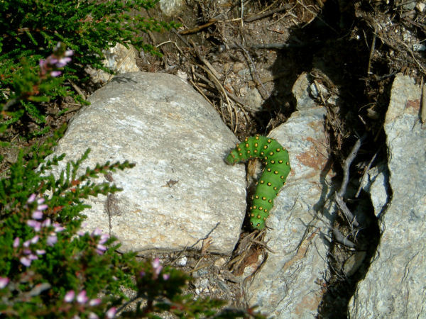 Une jolie habitante du coin!