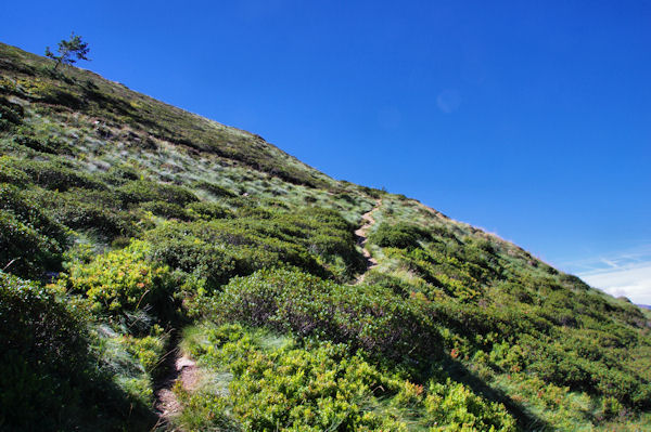 Le sentier montant  la crte menant au Pic de Sarrasi