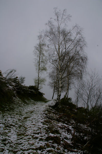 Grisaille sous Le Planel