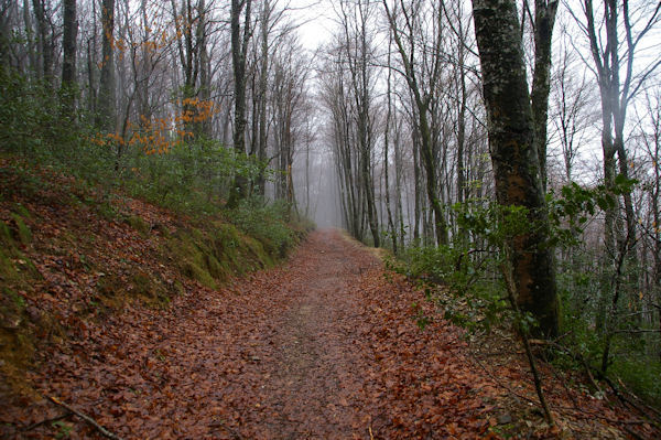 En descendant vers le Col des Marrous dans la fort d_Alzen