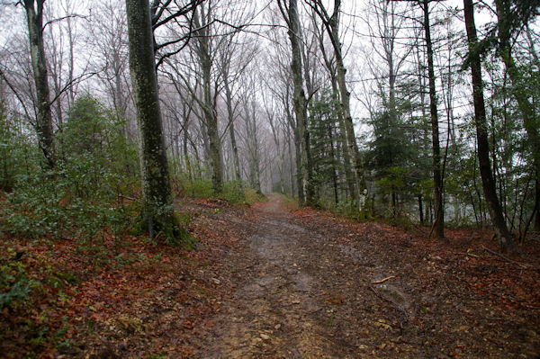 En descendant vers le Col des Marrous dans la fort d_Alzen