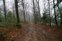 En descendant vers le Col des Marrous dans la foret d'Alzen