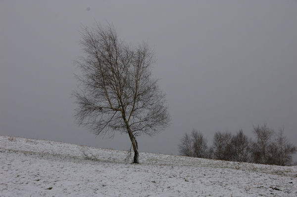 Grisaille en montant au Planel