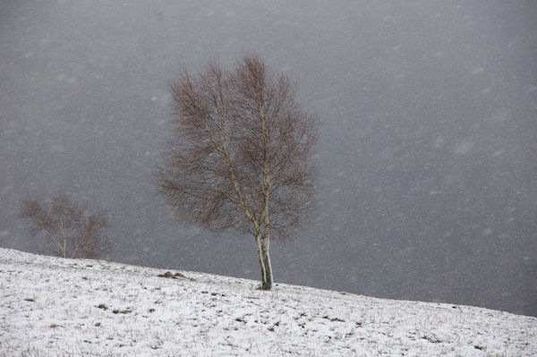 Il neige au Planel