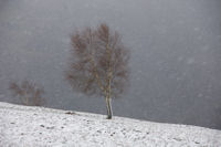 Il neige au Planel