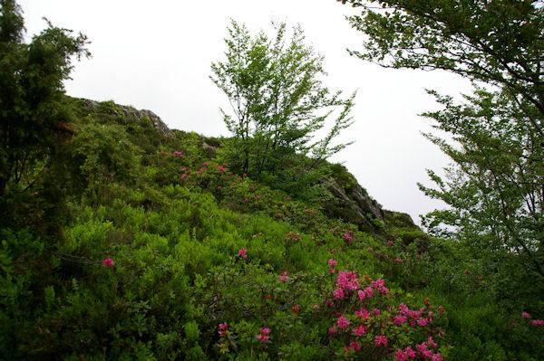 Le chemin au sortir du Bois de Fontanal