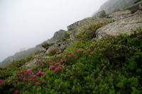 Les rhododendrons sont de sortie au dessus de l'Orris de Pla de Nouzere