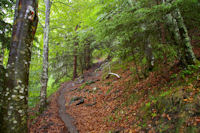 Le chemin dans le Bois de Fontanal