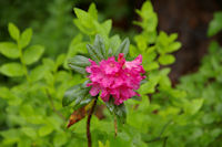 Les rhododendrons sont en fleur