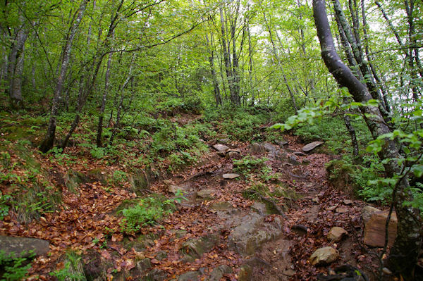 Le chemin dans le Bois de Fontanal, au dessus de Sgalasse