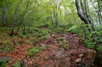 Le chemin dans le Bois de Fontanal, au dessus de Sgalasse