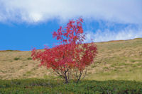 Paysage d'automne sous le Picou de Mounegou