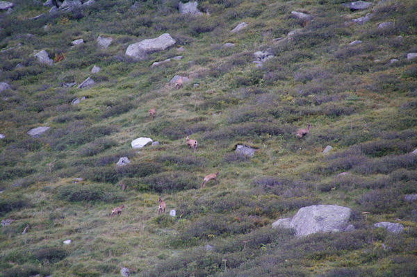 Une harde d_isards au dessus du Refuge des Caussis