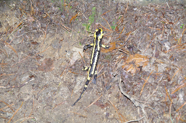 Une superbe salamandre prs de la Tute de l_Ours