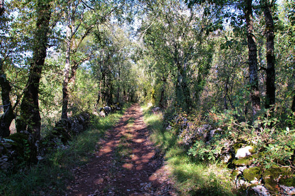 Le chemin du Bois de Margues