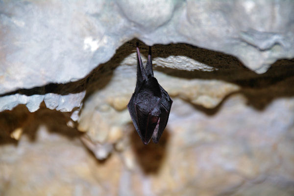 Un habitant du cloup des Gleyettes