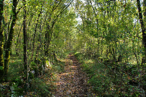 Le chemin vers Les Rosiers