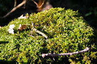 Mousse d'automne