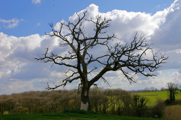 Un bel arbre  vcu vers Le Gajon