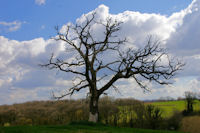 Un bel arbre a vecu vers Le Gajon