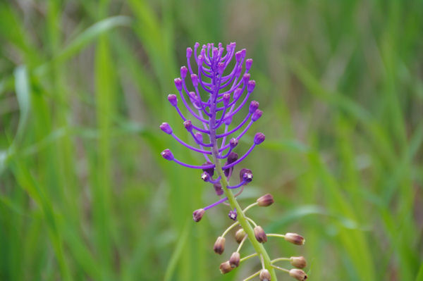 Belle orchide vers Empoumad