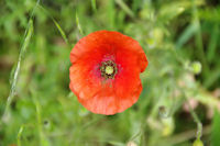 Un coquelicot  La Borde Neuve