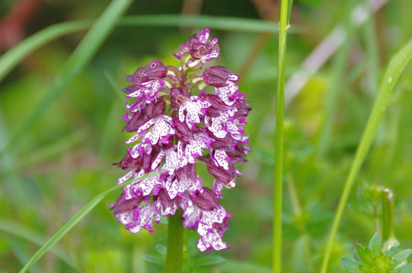 Une orchide prs du Lac de Giscaro