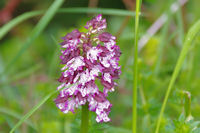 Une orchide prs du Lac de Giscaro