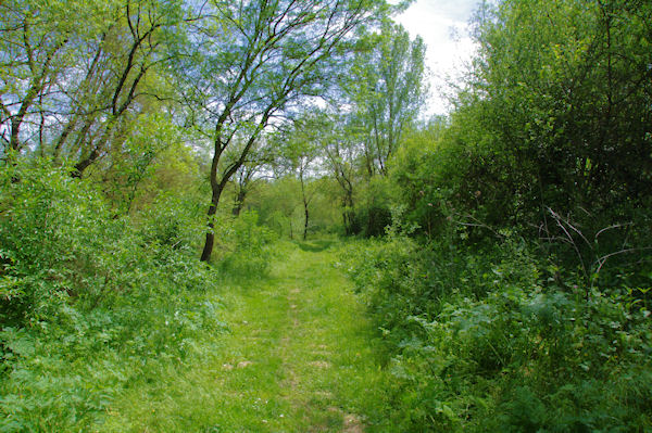 Le chemin au bord de la Gimone