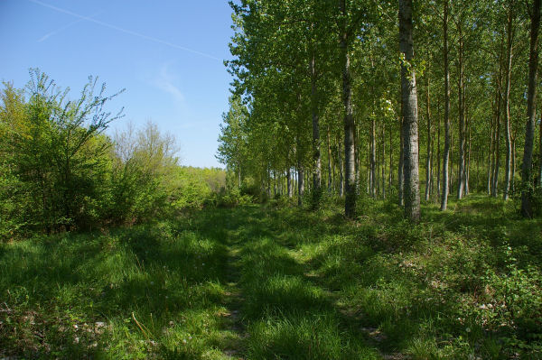 Le chemin sous les ctes de Montouss