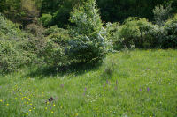 Un joli coin de verdure apres le bois de la Tuilerie