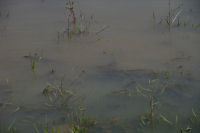 Des poissons en train de frayer au bord du lac