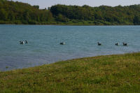 Quelques foies gras en devenir!