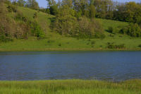 Des hirondelles venant se dsaltrer sur le lac