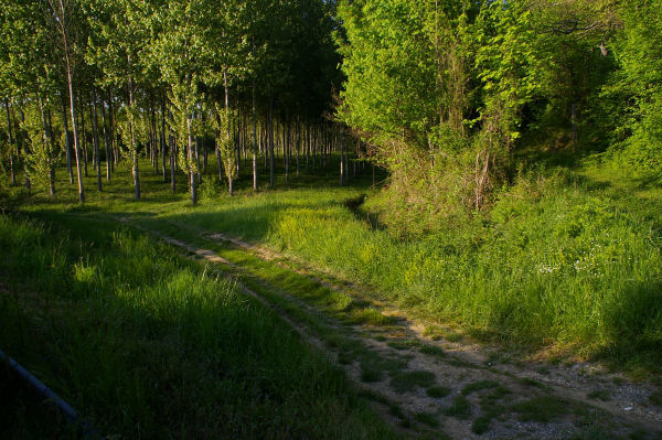 Le dbut du chemin, juste avant le pont enjambant la Gimone