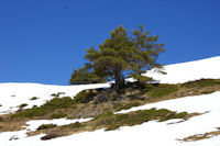 La Serrat de Crespes