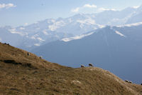 Des brebis au dessus d'Artigue, au fond, Superbagneres et plus loin les Pics des Crabioules et du Maupas