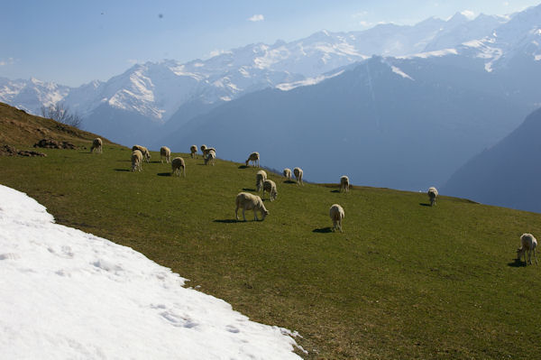 Des brebis au dessus d_Artigue, au fond, Superbagnres et plus loin le cirque des Crabioules