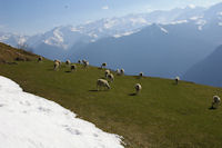 Des brebis au dessus d'Artigue, au fond, Superbagneres et plus loin le cirque des Crabioules