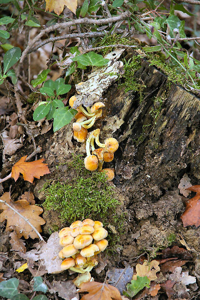 Champignons forestiers