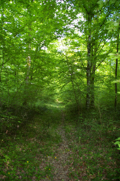 Le chemin bois conduiqnt  Plagn de l'Auselet