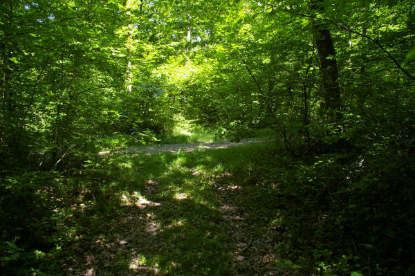 Le chemin bois conduiqnt  Plagn de l'Auselet