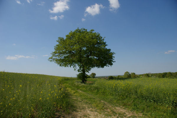 Un arbre comme je les aime vers Monplaisir