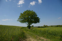 Bois de Buzet