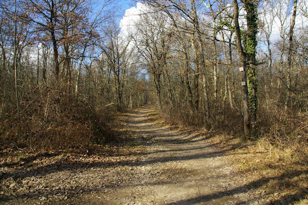 Chemin d'hiver en fort de Bouconne