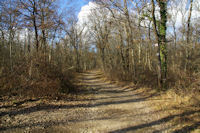 Chemin d'hiver en foret de Bouconne