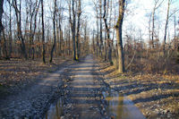 Chemin d'hiver en foret de Bouconne