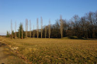 Vers le parking du Carrefour de Levignac en foret de Bouconne