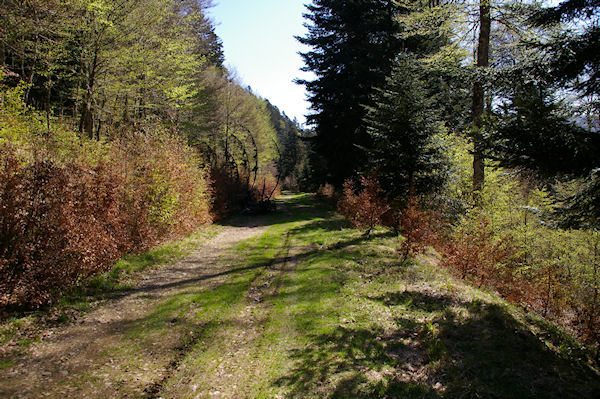 Le chemin forestier menant au Refuge de Larreix